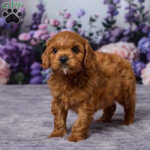 Chance, Cavapoo Puppy